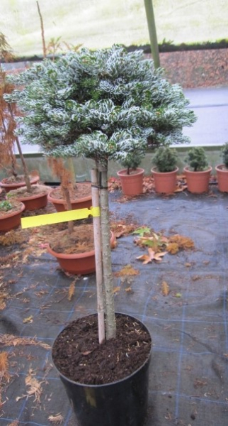 Abies koreana Kohouts Icebreaker